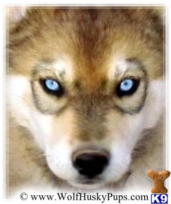 wolf dog puppy posted by Wolf Husky Pups